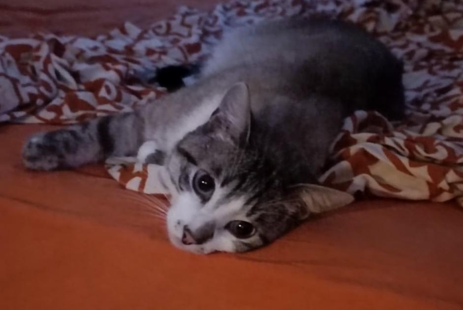 Disappearance alert Cat miscegenation  Male , 2 years Remiremont France