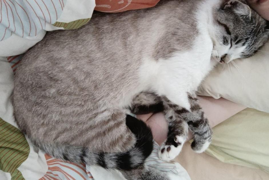Disappearance alert Cat miscegenation  Male , 2 years Remiremont France
