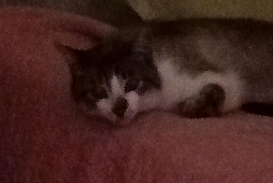Disappearance alert Cat miscegenation  Male , 2 years Remiremont France