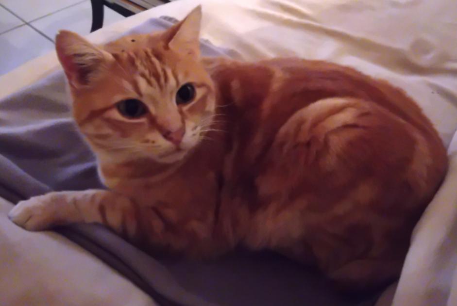 Disappearance alert Cat miscegenation  Male , 12 years Labastide-Marnhac France