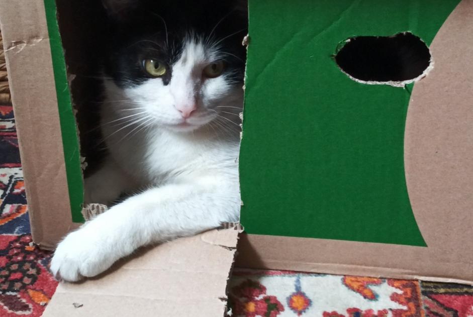 Disappearance alert Cat Male , 4 years Noisy-le-Grand France