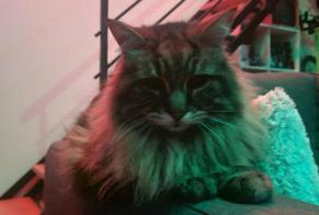 Discovery alert Cat Unknown Beauzelle France