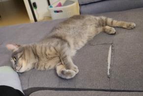 Disappearance alert Cat Female , 9 years Les Tourrettes France