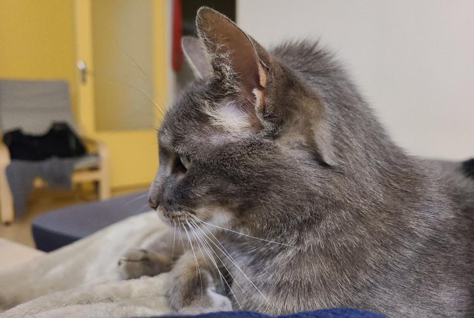 Disappearance alert Cat Female , 9 years Les Tourrettes France