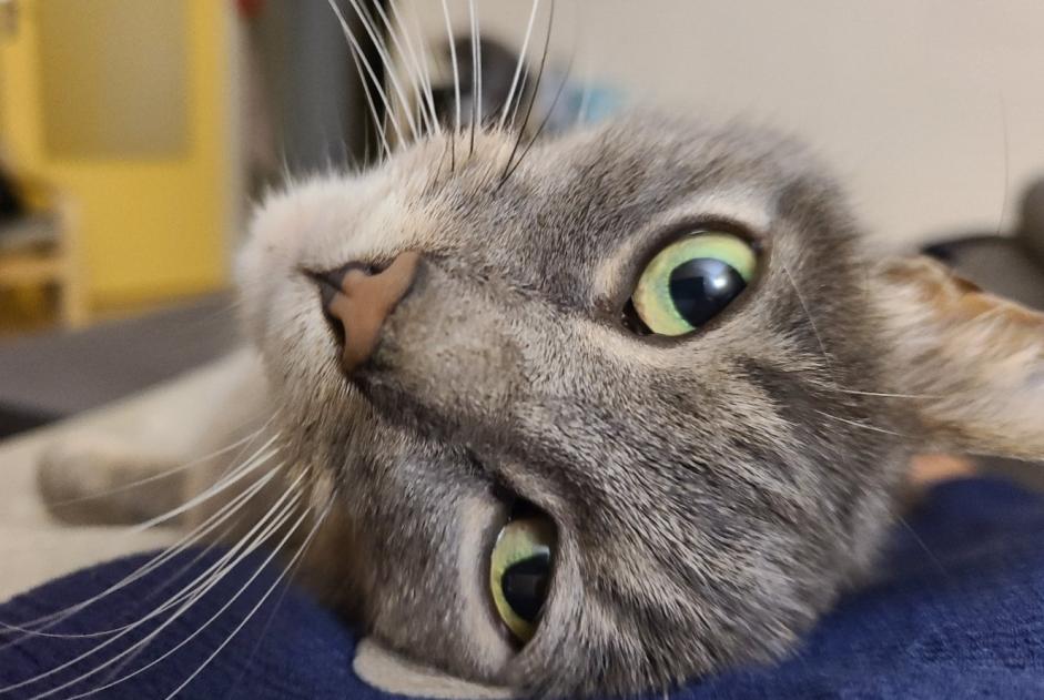 Disappearance alert Cat Female , 9 years Les Tourrettes France