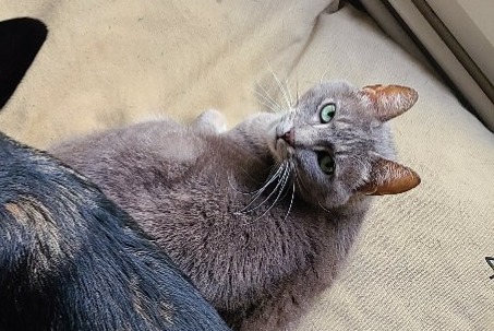Disappearance alert Cat Female , 9 years Les Tourrettes France