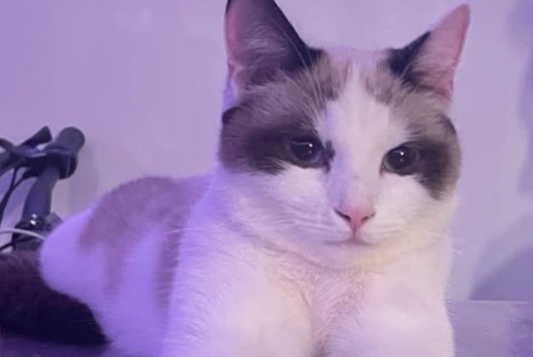 Disappearance alert Cat miscegenation  Female , 3 years La Motte-Servolex France