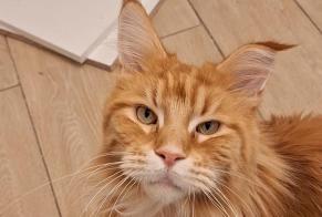 Disappearance alert Cat  Male , 3 years Hyères France