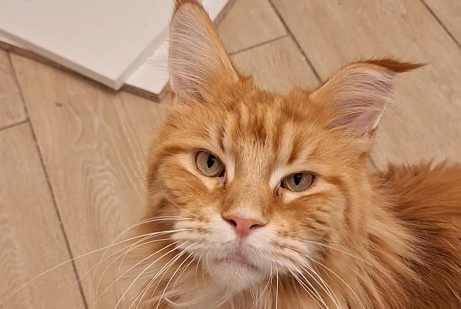 Disappearance alert Cat  Male , 3 years Hyères France