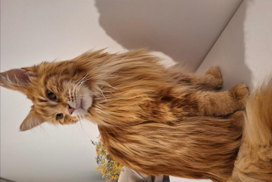 Disappearance alert Cat  Male , 3 years Hyères France