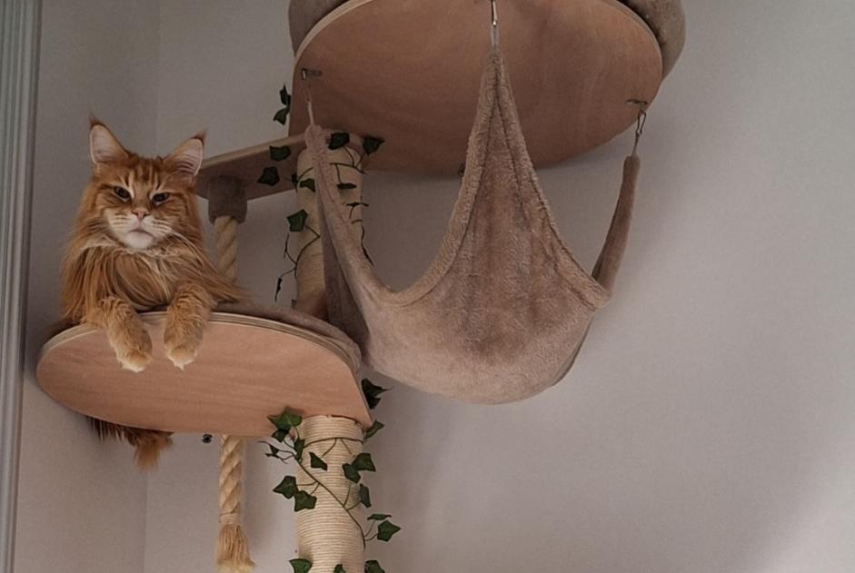 Disappearance alert Cat  Male , 3 years Hyères France