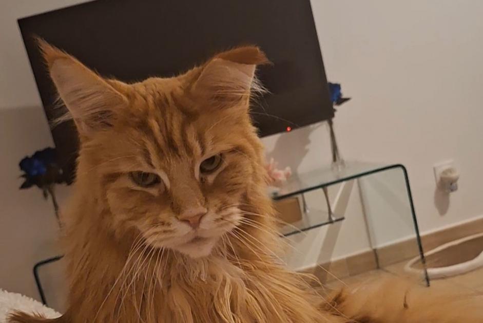 Disappearance alert Cat  Male , 3 years Hyères France