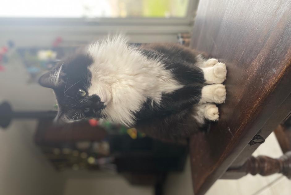 Disappearance alert Cat miscegenation  Male , 3 years Listrac-Médoc France