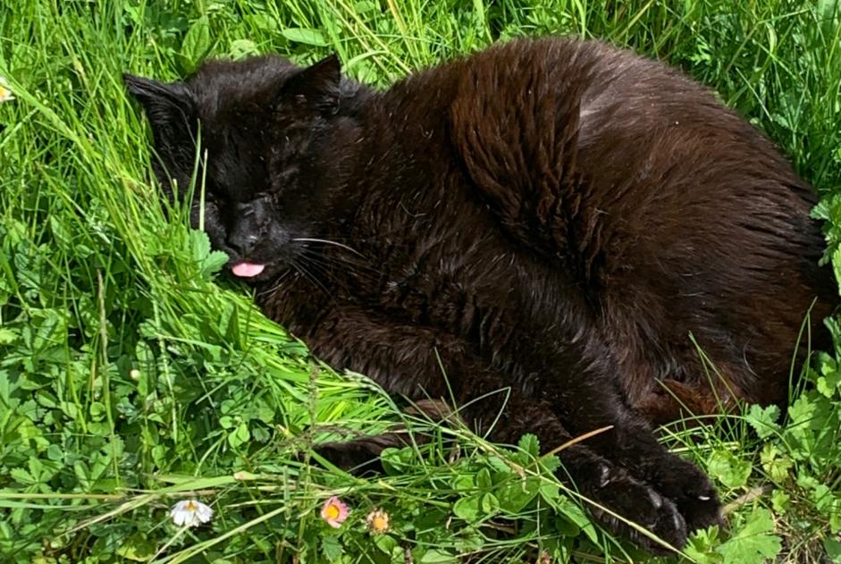 Disappearance alert Cat Male , 4 years Clermont-l'Hérault France