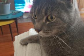 Disappearance alert Cat Female , 3 years Les Sables-d'Olonne France