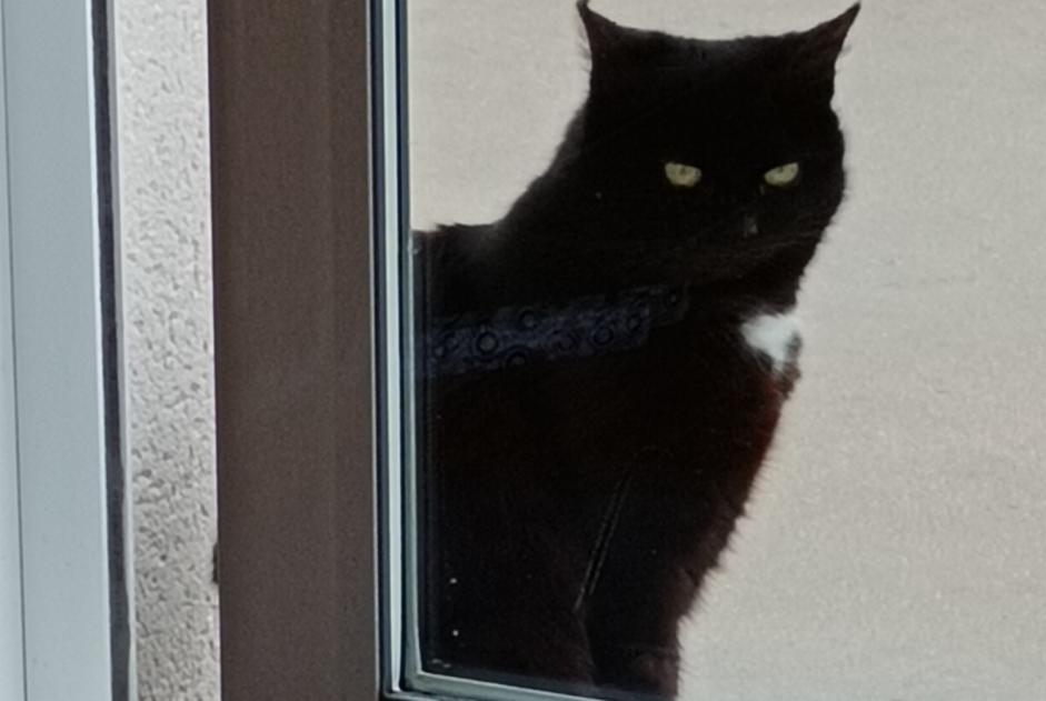 Disappearance alert Cat Female , 12 years Nivillac France