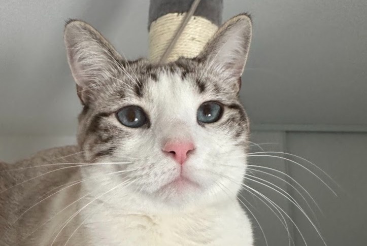 Disappearance alert Cat  Female , 1 years Toulouse France