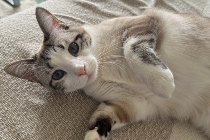 Disappearance alert Cat  Female , 1 years Toulouse France