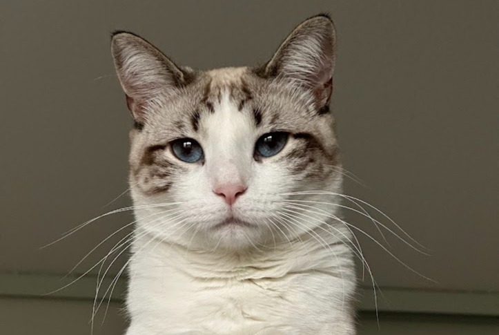 Disappearance alert Cat  Female , 1 years Toulouse France