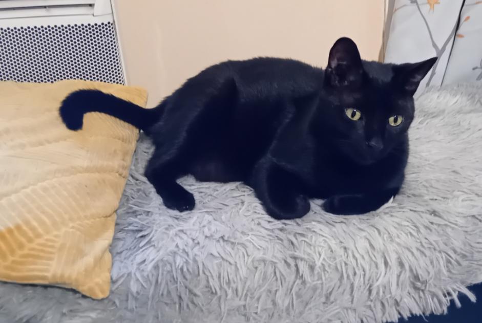 Disappearance alert Cat  Male , 3 years Nîmes France