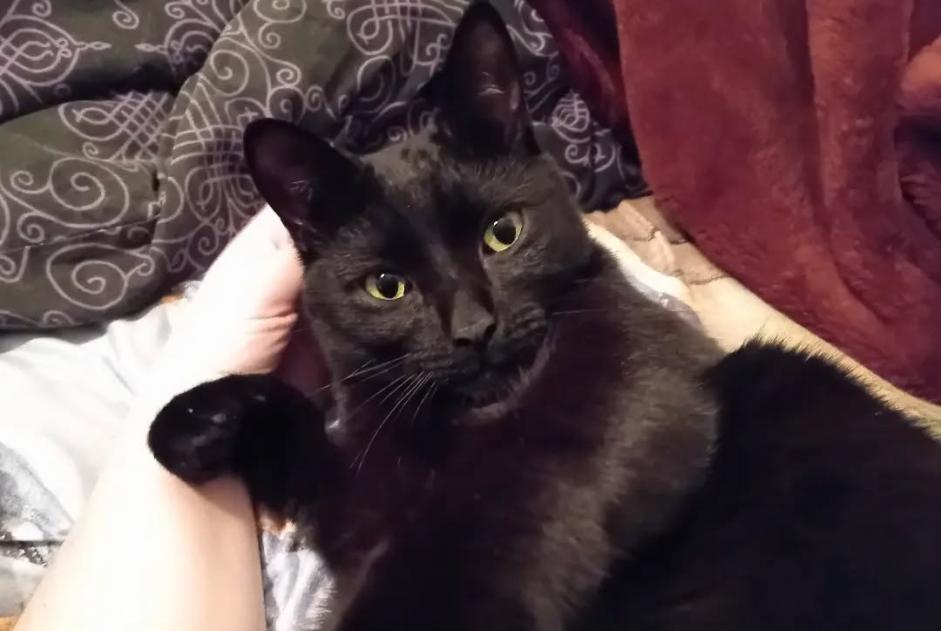 Disappearance alert Cat  Male , 3 years Nîmes France