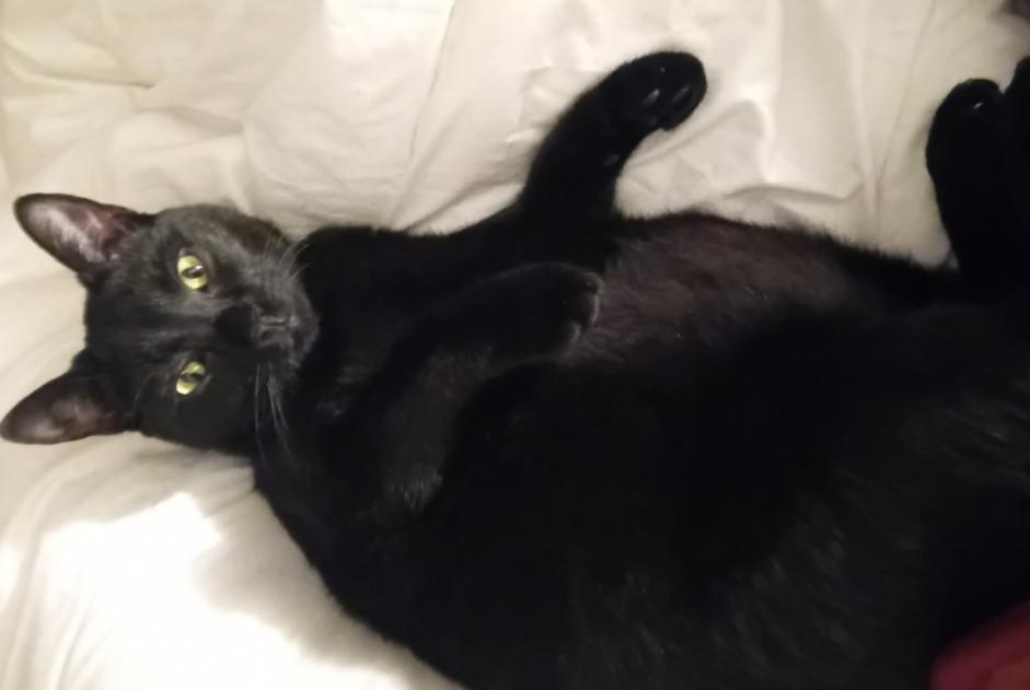 Disappearance alert Cat  Male , 3 years Nîmes France