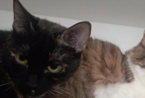 Disappearance alert Cat miscegenation  Female , 4 years Bouillargues France
