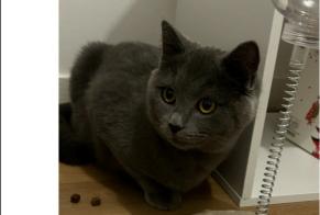 Disappearance alert Cat  Male , 1 years Argenteuil France