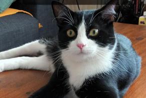 Disappearance alert Cat miscegenation  Male , 2 years Paris France