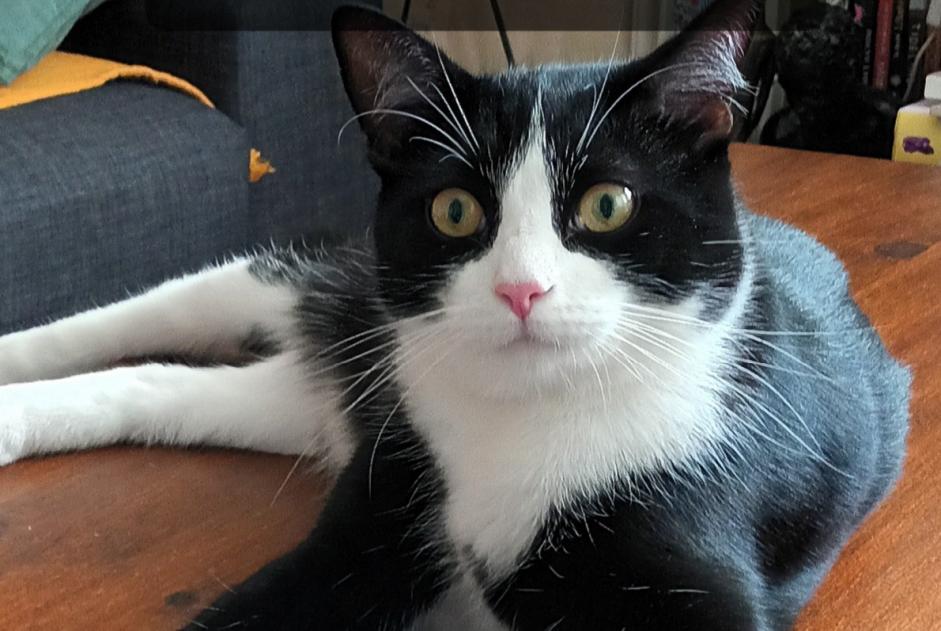 Disappearance alert Cat miscegenation  Male , 2 years Paris France