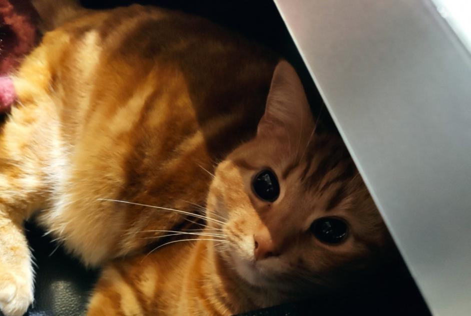 Disappearance alert Cat Female , 11 years Oisy France