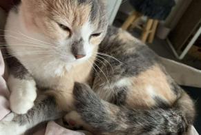 Disappearance alert Cat miscegenation  Female , 8 years Châteauroux France