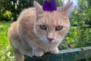Disappearance alert Cat Female , 3 years Haucourt-Moulaine France