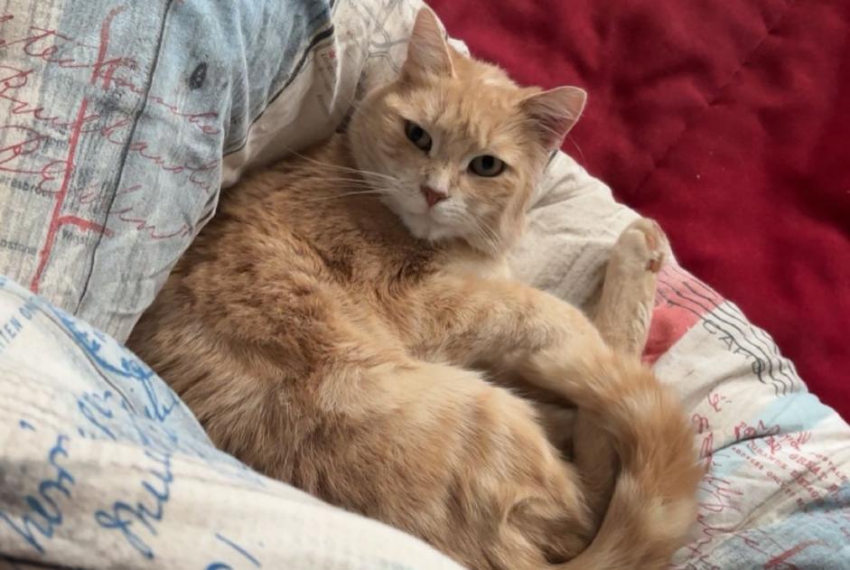 Disappearance alert Cat Female , 3 years Haucourt-Moulaine France