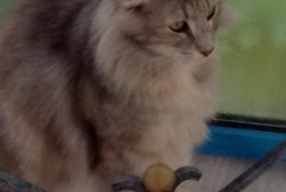 Discovery alert Cat miscegenation  Female Manduel France