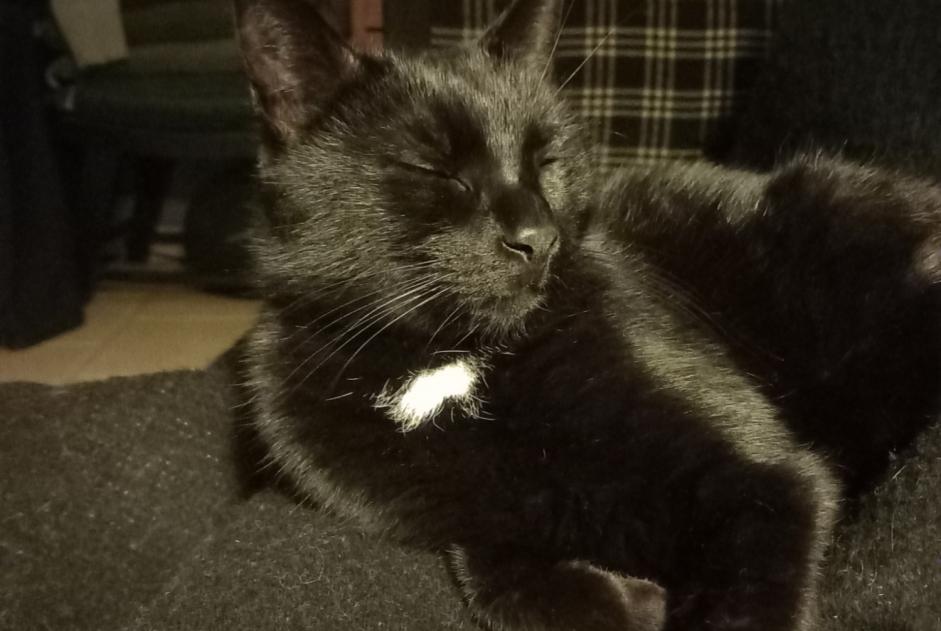 Disappearance alert Cat  Female , 6 years Villerable France
