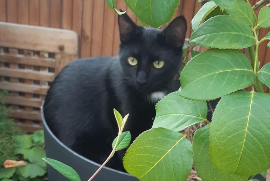 Disappearance alert Cat  Female , 6 years Villerable France