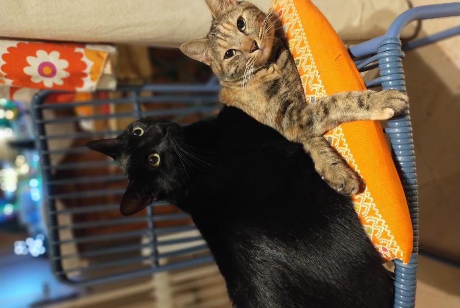 Disappearance alert Cat  Male , 2 years Nîmes France