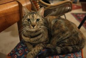 Disappearance alert Cat  Female , 2 years Nîmes France