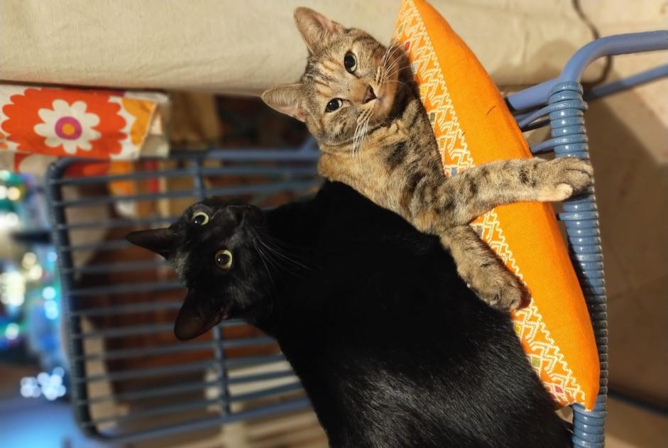 Disappearance alert Cat  Female , 2 years Nîmes France