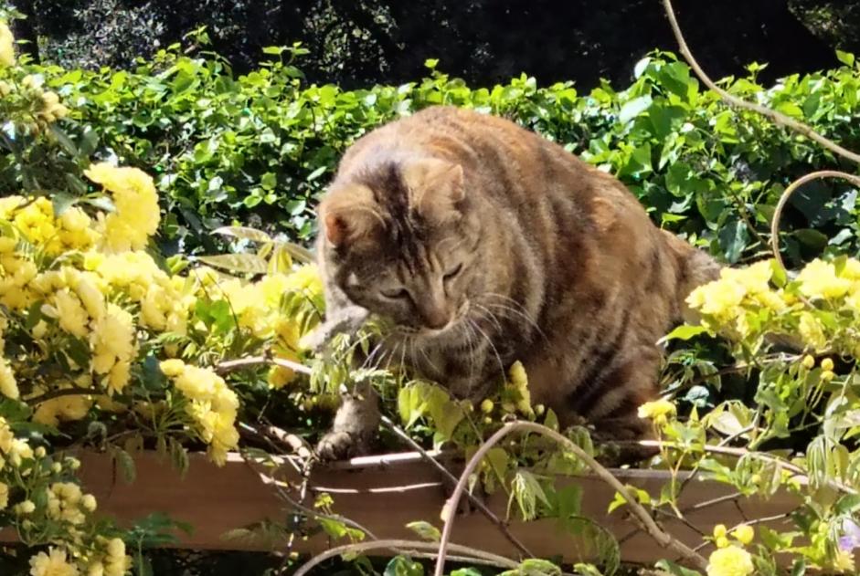 Disappearance alert Cat  Female , 2 years Nîmes France