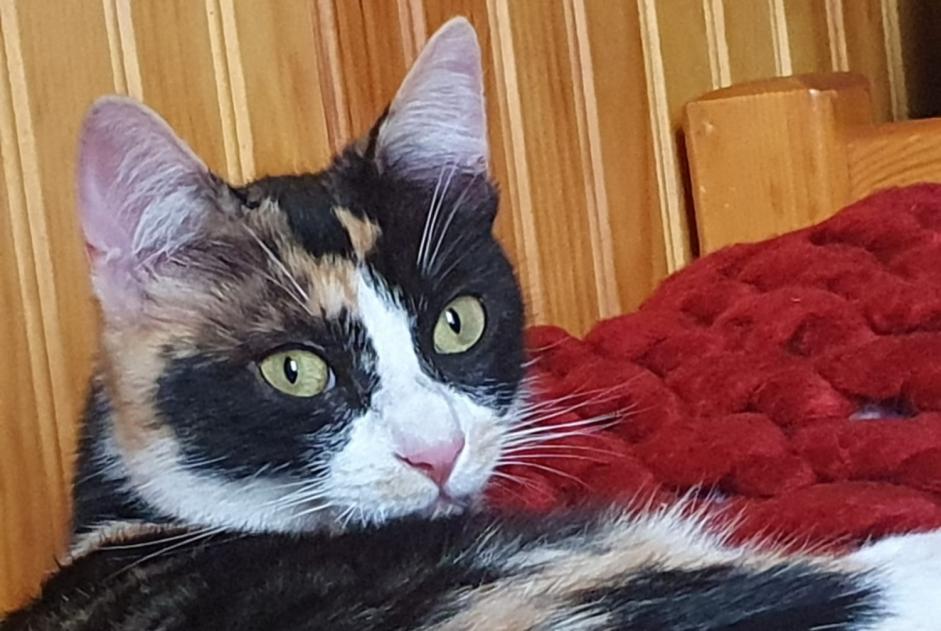 Disappearance alert Cat Female , 2 years Châteauroux France