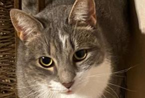 Disappearance alert Cat Female , 5 years Lorient France