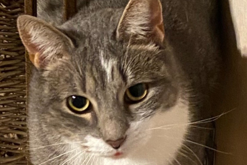 Disappearance alert Cat Female , 5 years Lorient France
