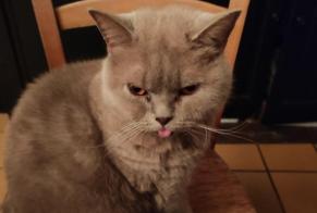 Disappearance alert Cat  Male , 2 years Limoges France