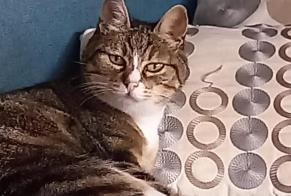 Disappearance alert Cat Female , 14 years Treffiagat France