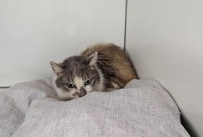 Discovery alert Cat  Female La Chapelle-Erbrée France