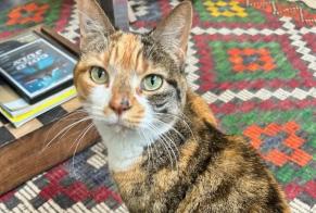 Disappearance alert Cat Female , 9 years Paris France