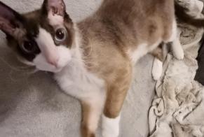 Disappearance alert Cat  Male , 6 years Hussigny-Godbrange France