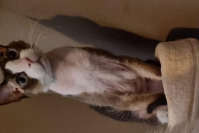 Disappearance alert Cat  Male , 6 years Hussigny-Godbrange France